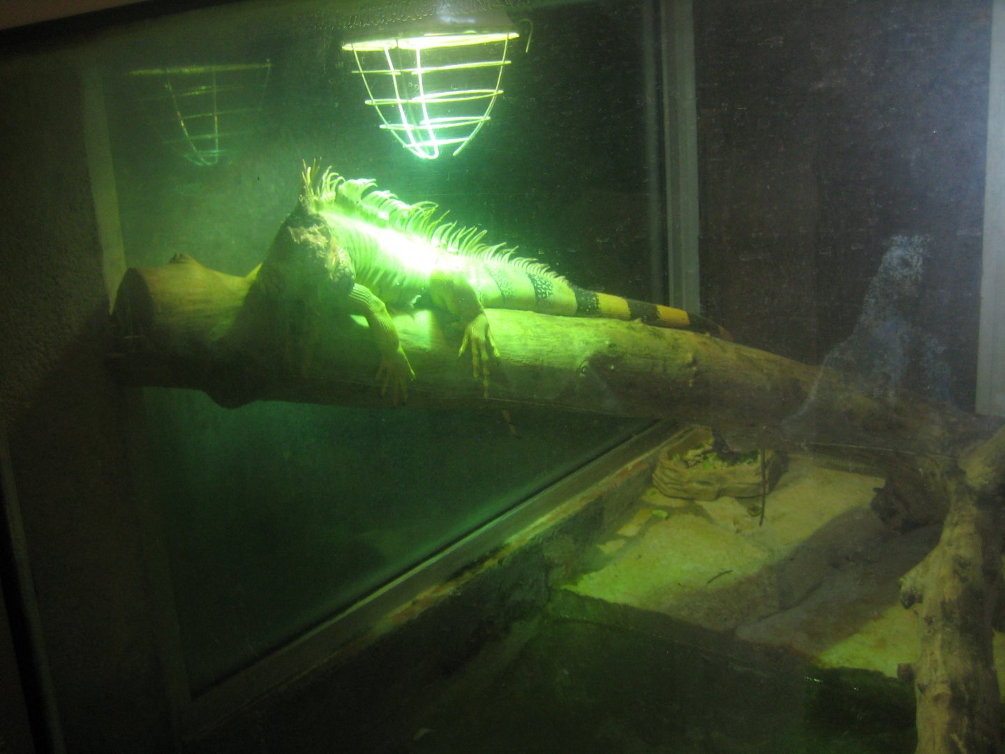 Reserve Africaine de Sigean - Iguana exhibit