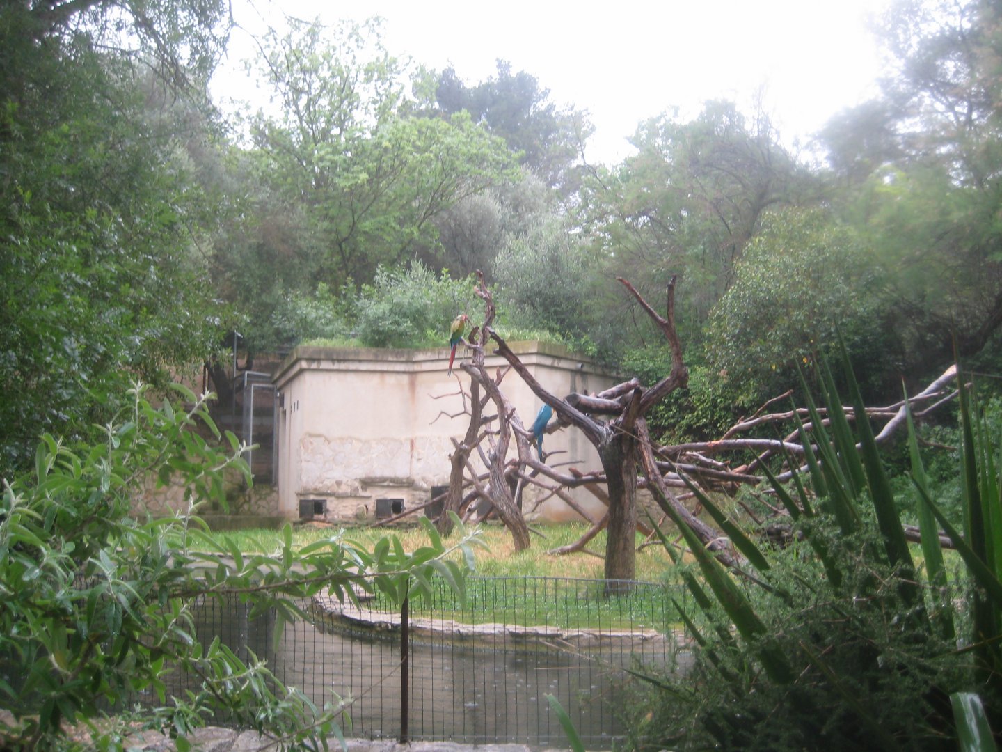 Reserve Africaine de Sigean - Macaw island