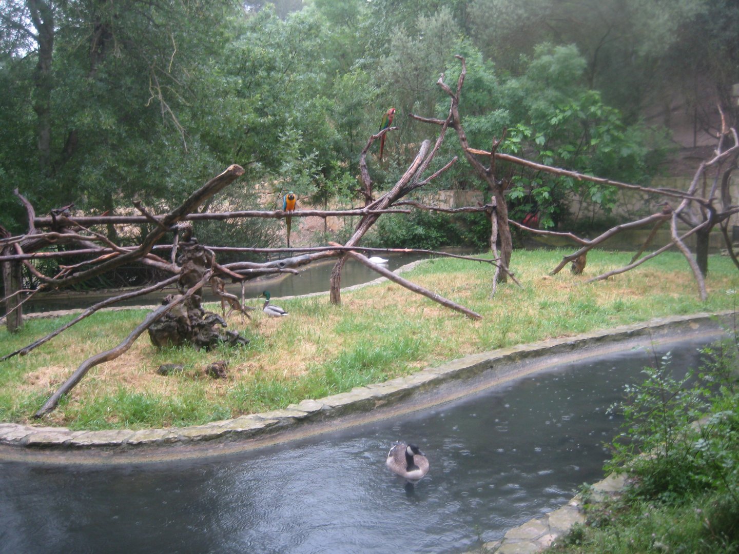 Reserve Africaine de Sigean - Macaw island