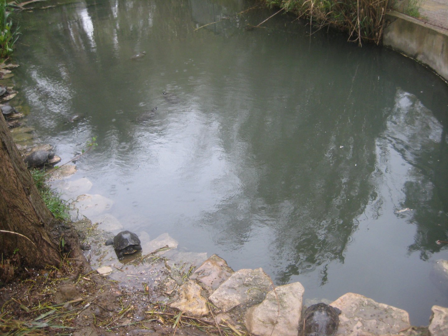 Reserve Africaine de Sigean - Mixed turtle exhibit