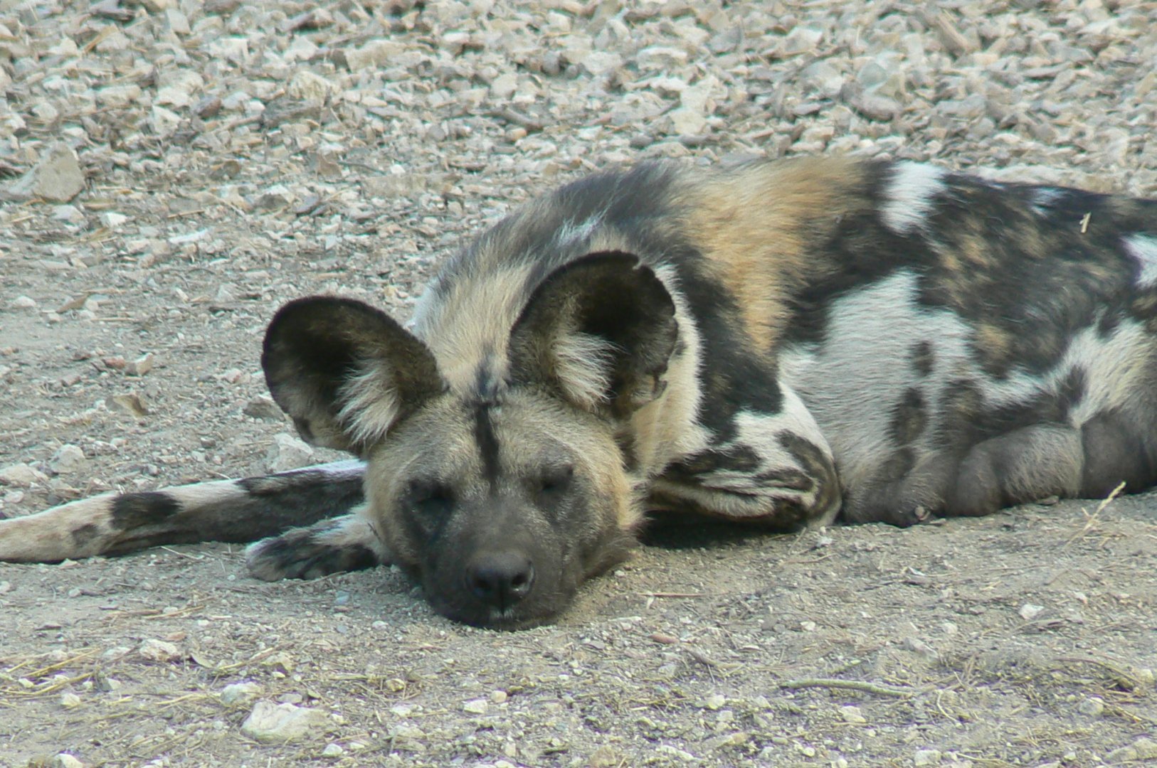 Réserve Africaine de Sigean - New carnivores territory - Hunting dog