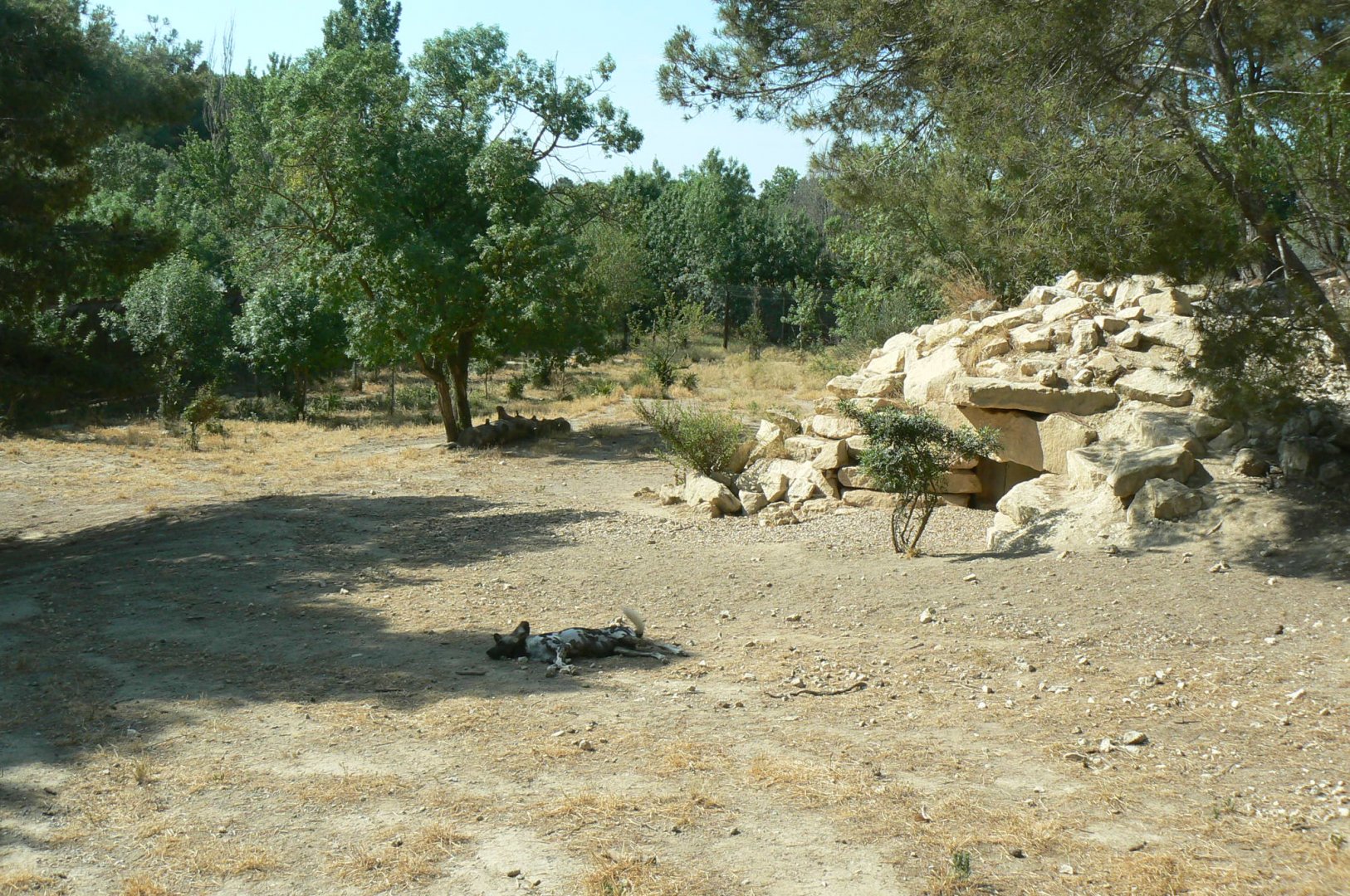 Réserve Africaine de Sigean - New carnivores territory - Hunting dogs enclosure