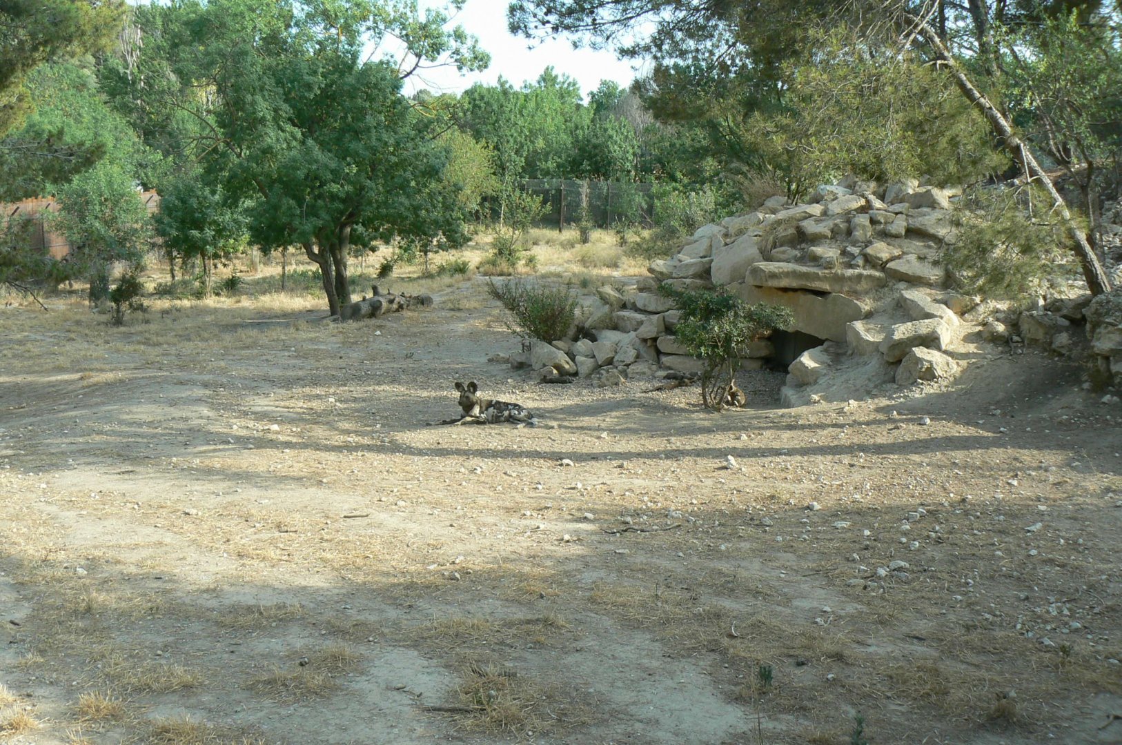 Réserve Africaine de Sigean - New carnivores territory - Hunting dogs enclosure