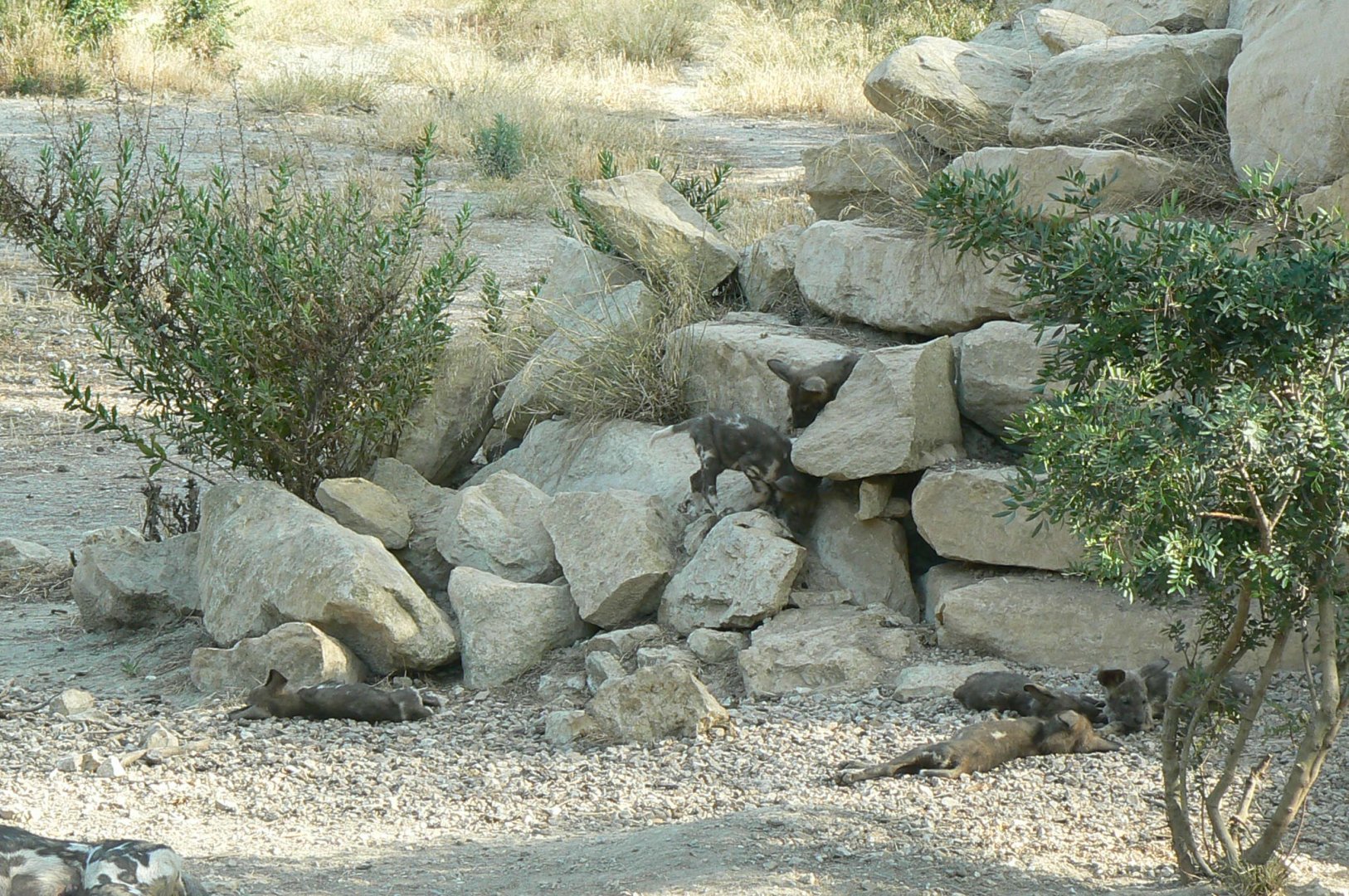 Réserve Africaine de Sigean - New carnivores territory - Part of the 11 hunting dog pups