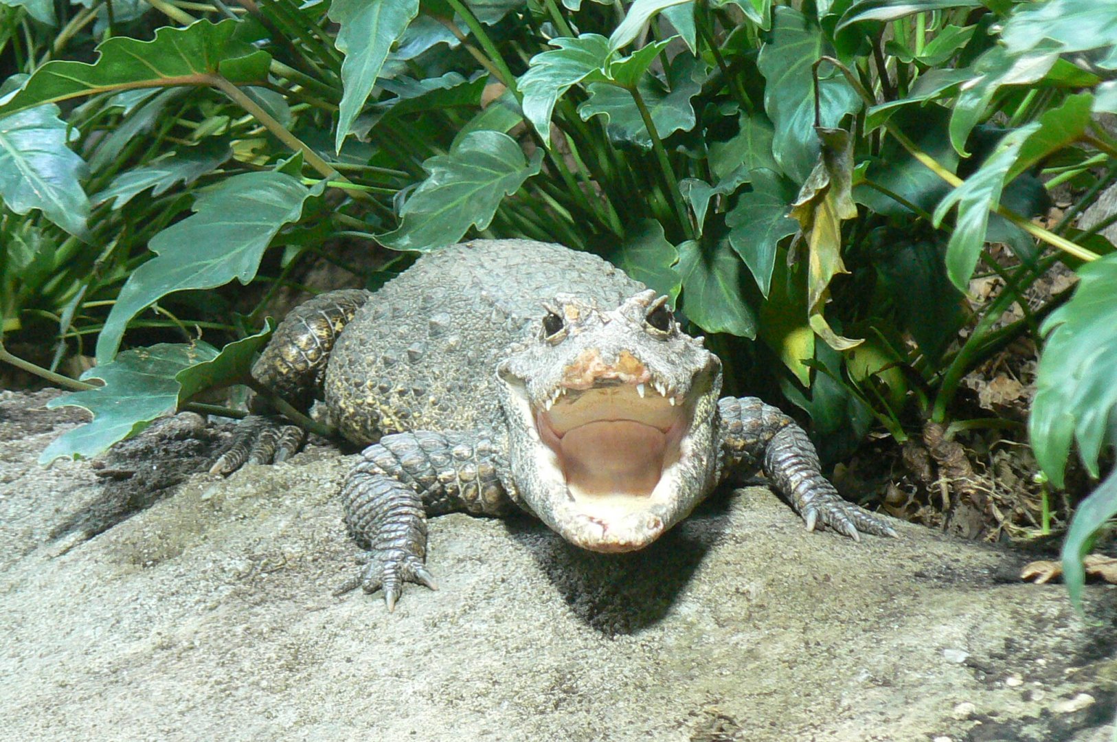 Réserve Africaine de Sigean - New reptile house - Dwarf crocodile