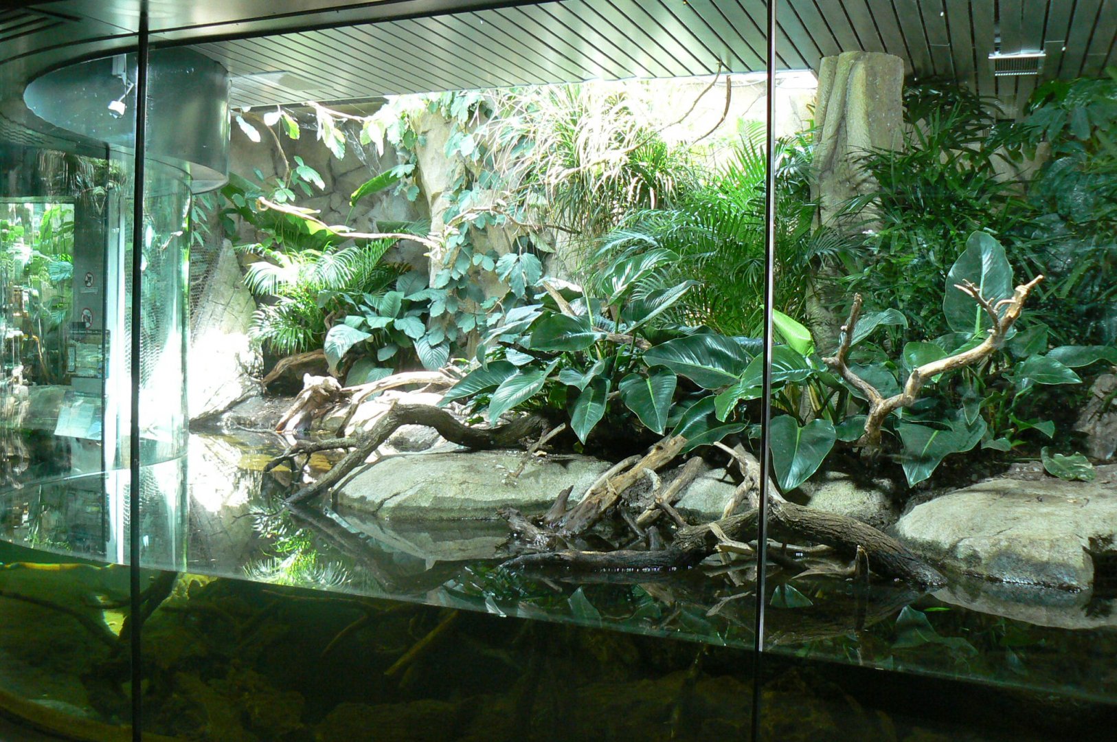 Réserve Africaine de Sigean - New reptile house - Dwarf crocodiles terrarium