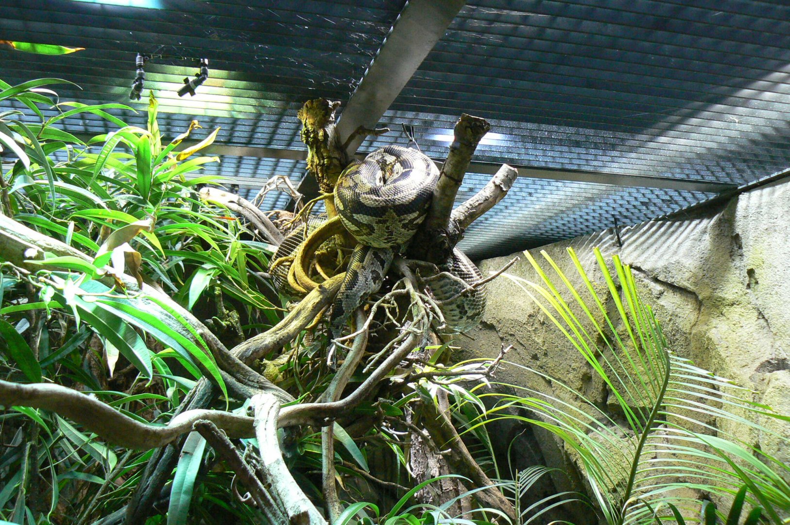 Réserve Africaine de Sigean - New reptile house - Madagascar tree boa