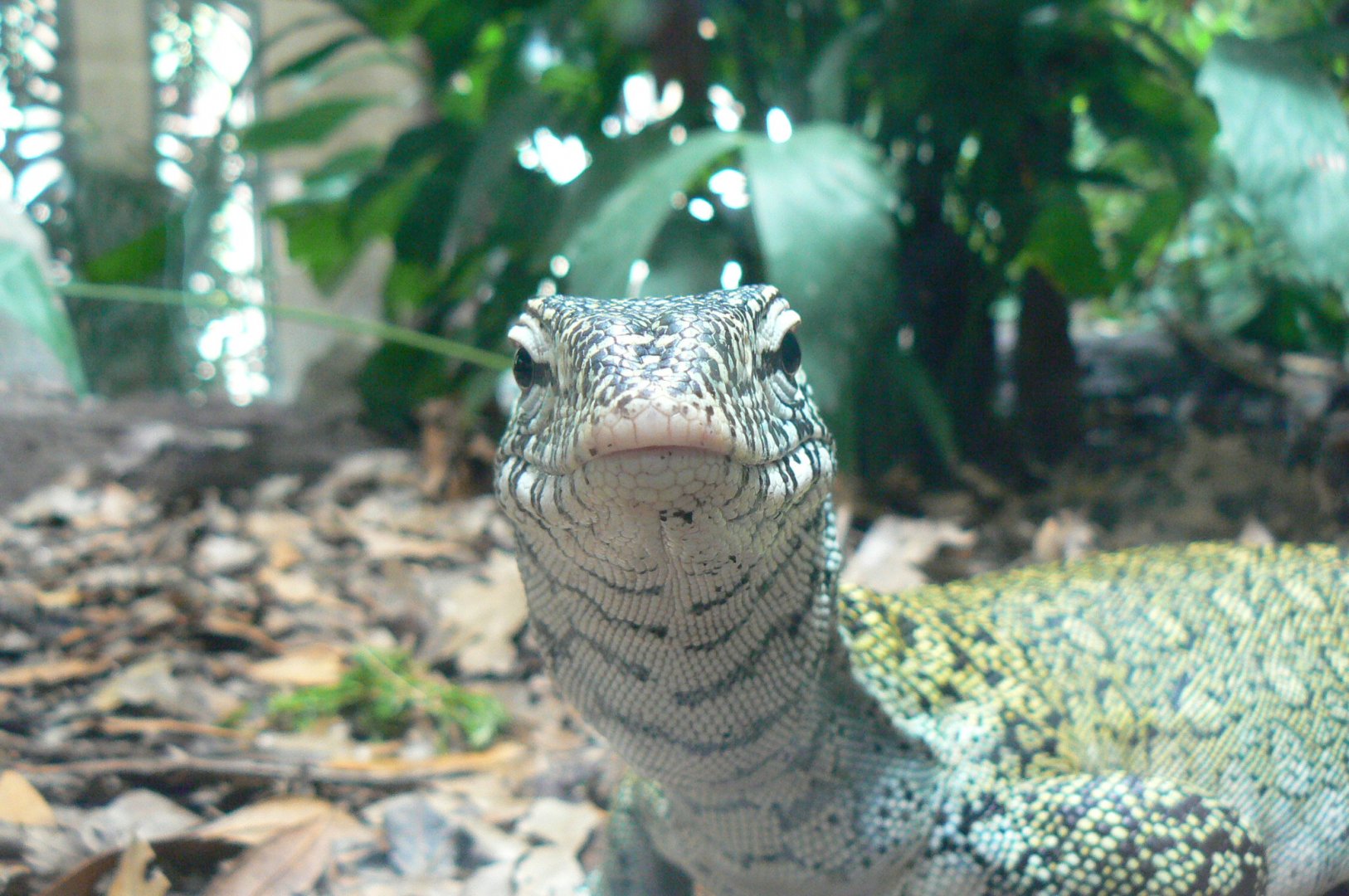 Réserve Africaine de Sigean - New reptile house - Nile monitor close-up