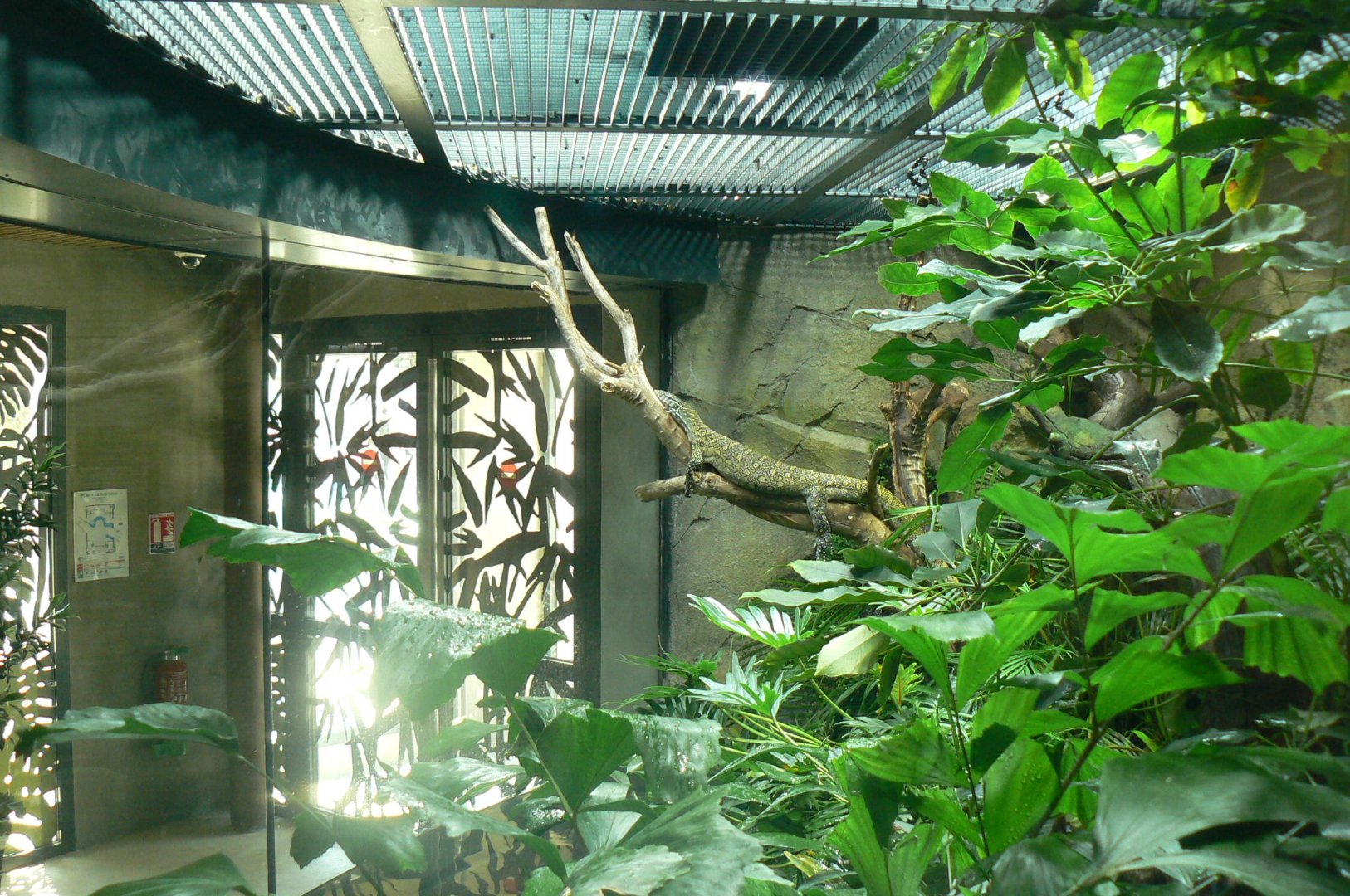 Réserve Africaine de Sigean - New reptile house - Nile monitor terrarium