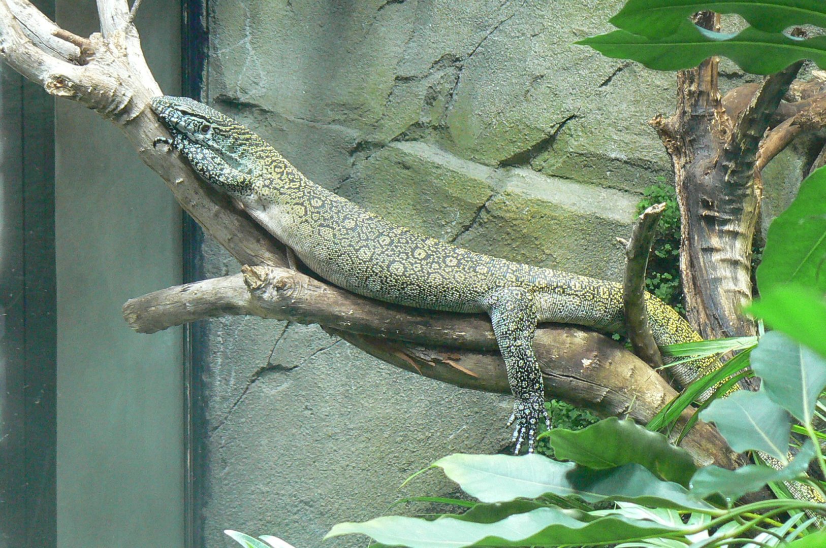 Réserve Africaine de Sigean - New reptile house - Nile monitor