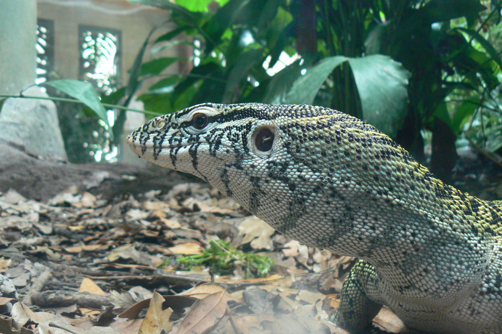Réserve Africaine de Sigean - New reptile house - Nile monitor