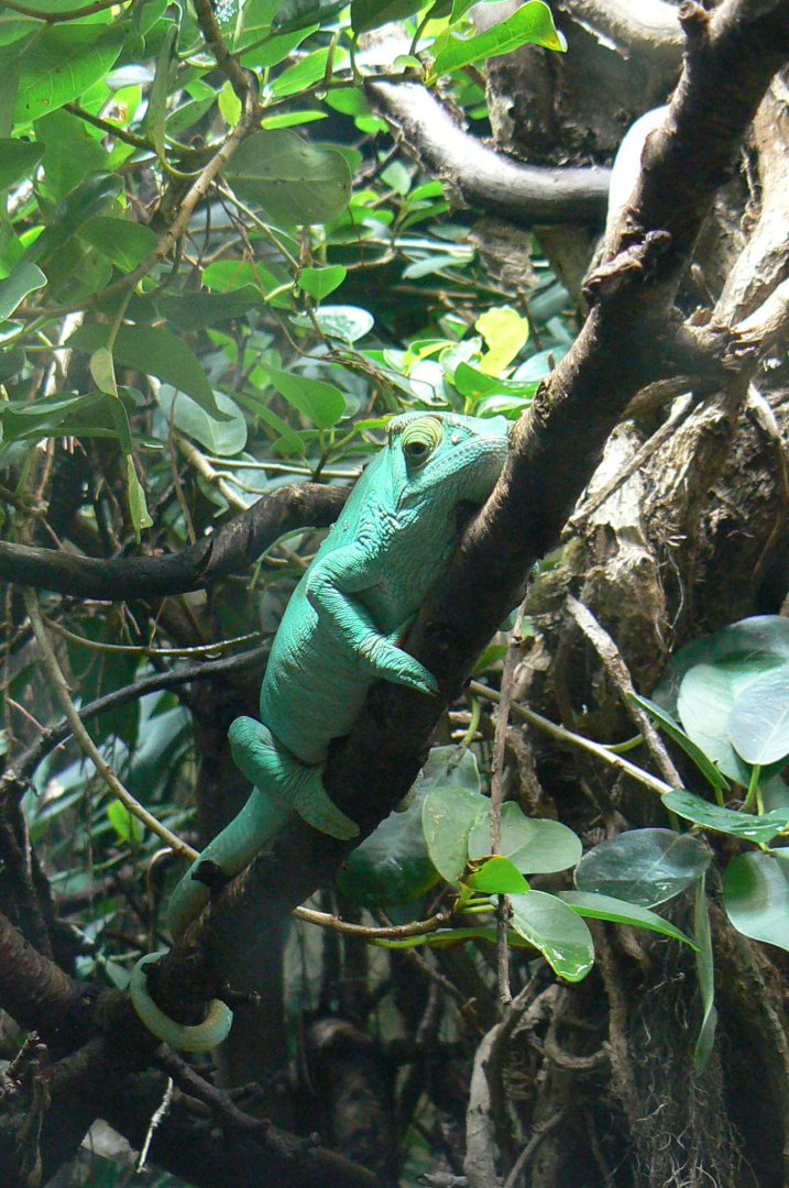 Réserve Africaine de Sigean - New reptile house - Parson's chameleon