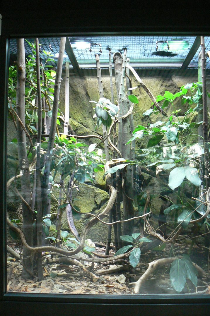 Réserve Africaine de Sigean - New reptile house - Royal python terrarium