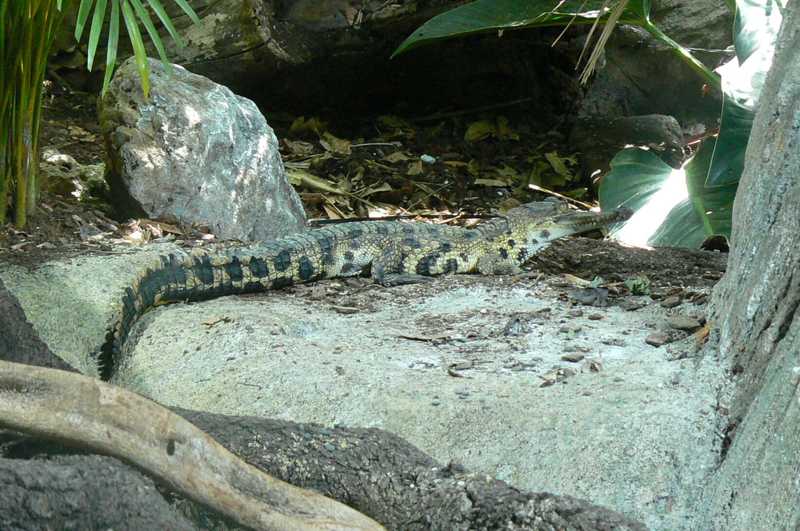 Réserve Africaine de Sigean - New reptile house - Slender-snouted crocodile