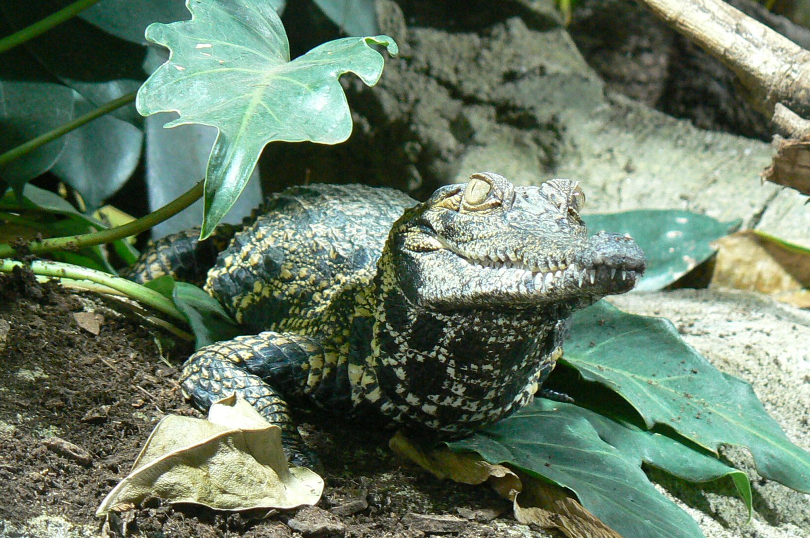 Réserve Africaine de Sigean - New reptile house - Slender-snouted crocodile