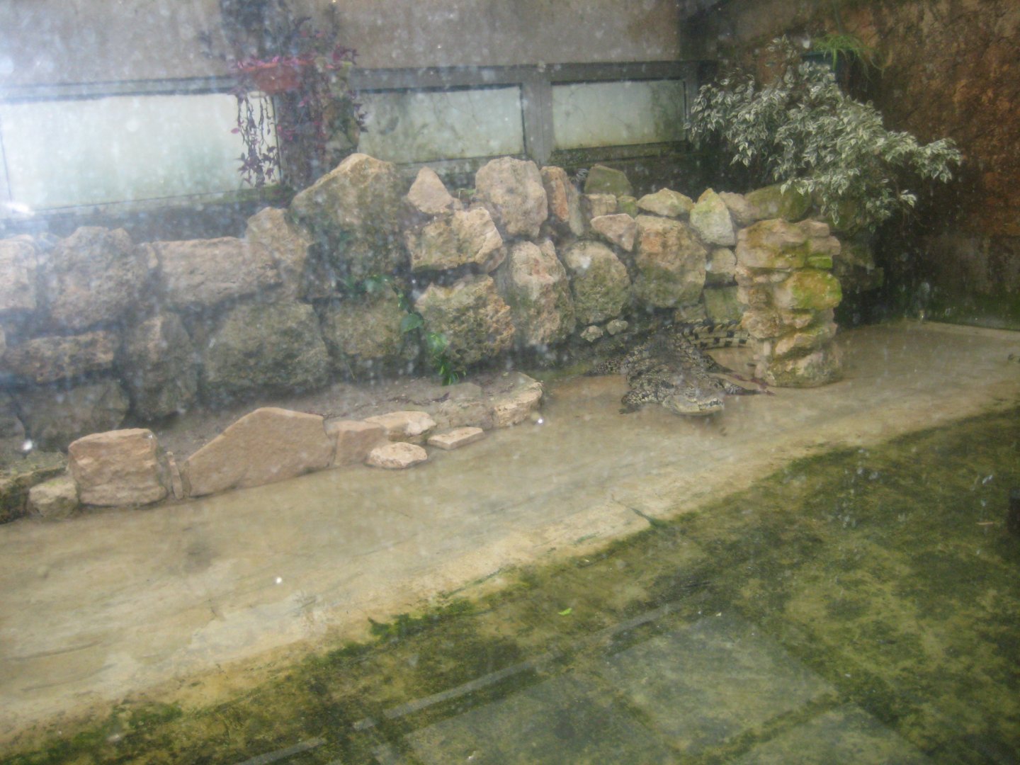 Reserve Africaine de Sigean - Nile crocodile exhibit