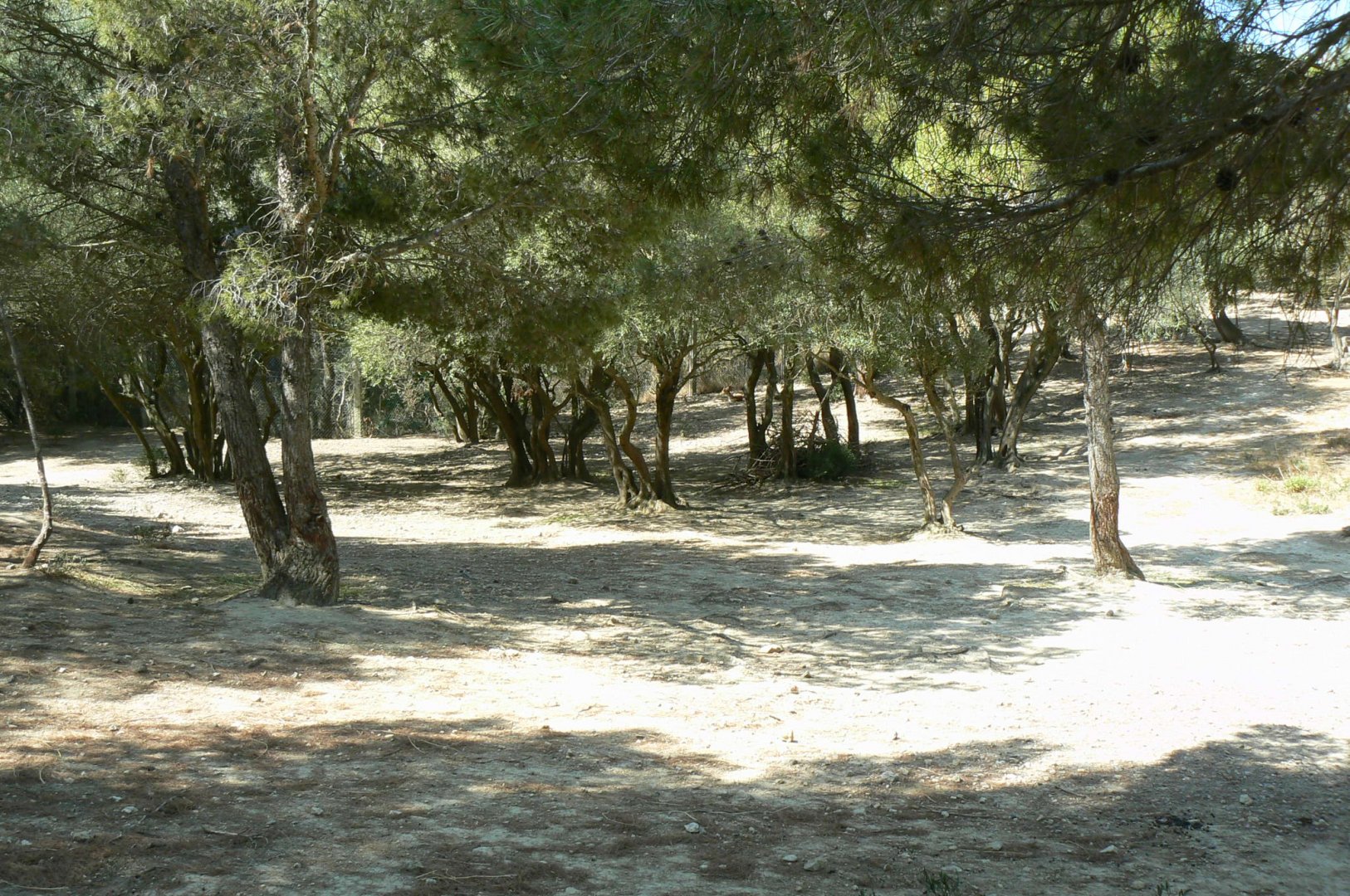 Réserve Africaine de Sigean - Pedestrian area - Cuvier's gazelles enclosure