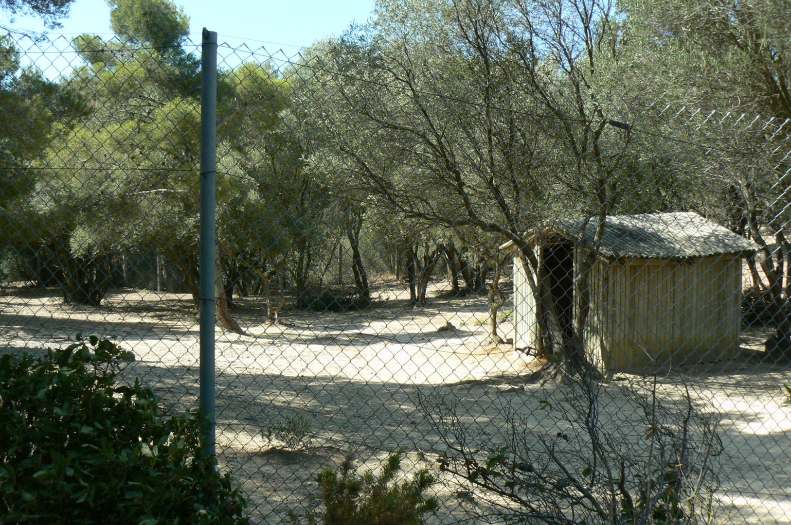 Réserve Africaine de Sigean - Pedestrian area - Cuvier's gazelles enclosure