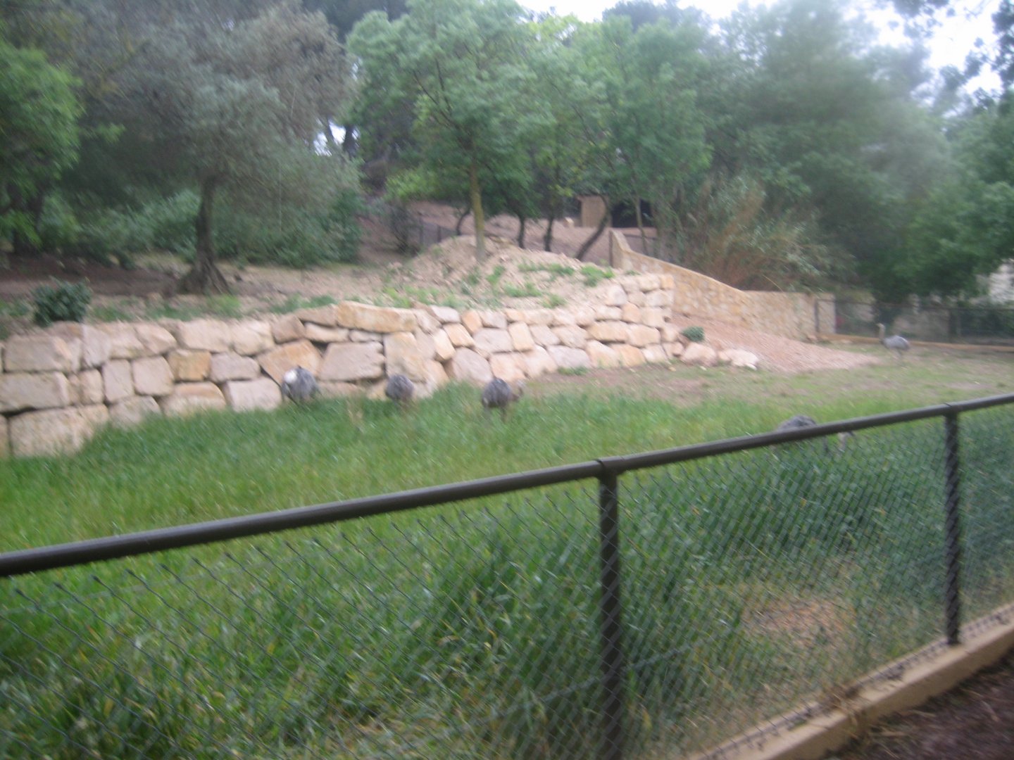 Reserve Africaine de Sigean - Rhea exhibit