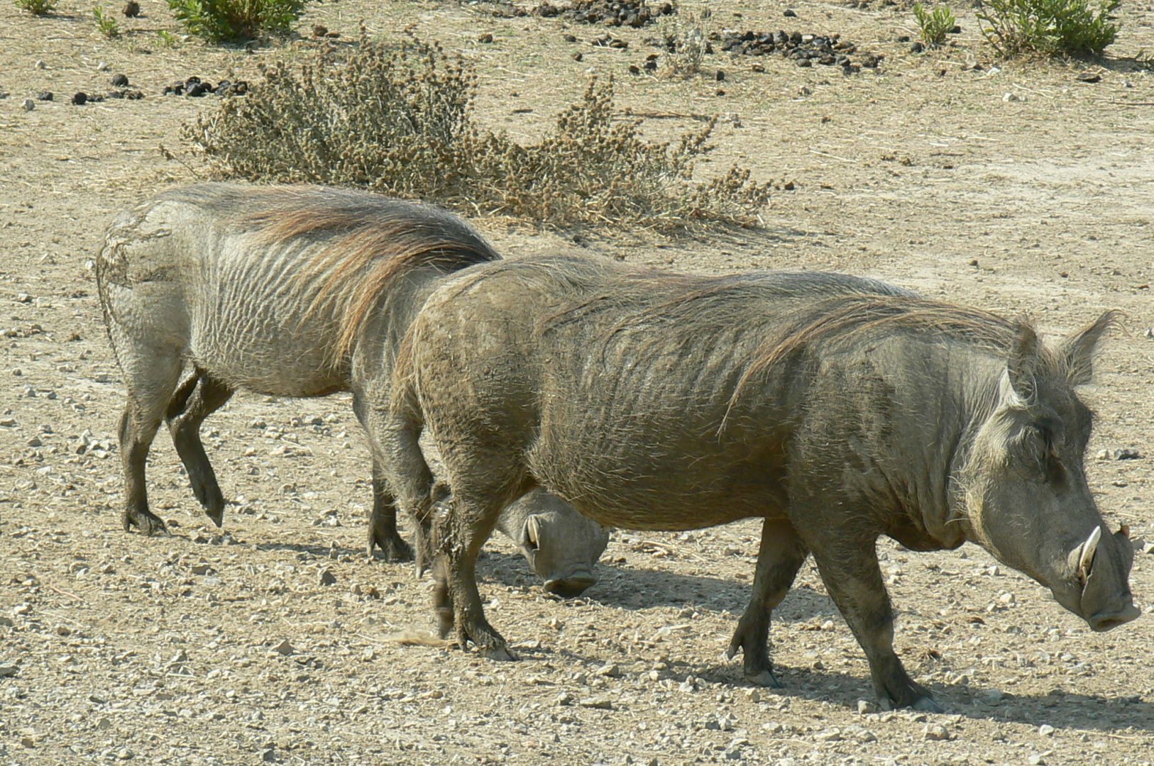 Réserve Africaine de Sigean - Safari drive through - Common warthogs