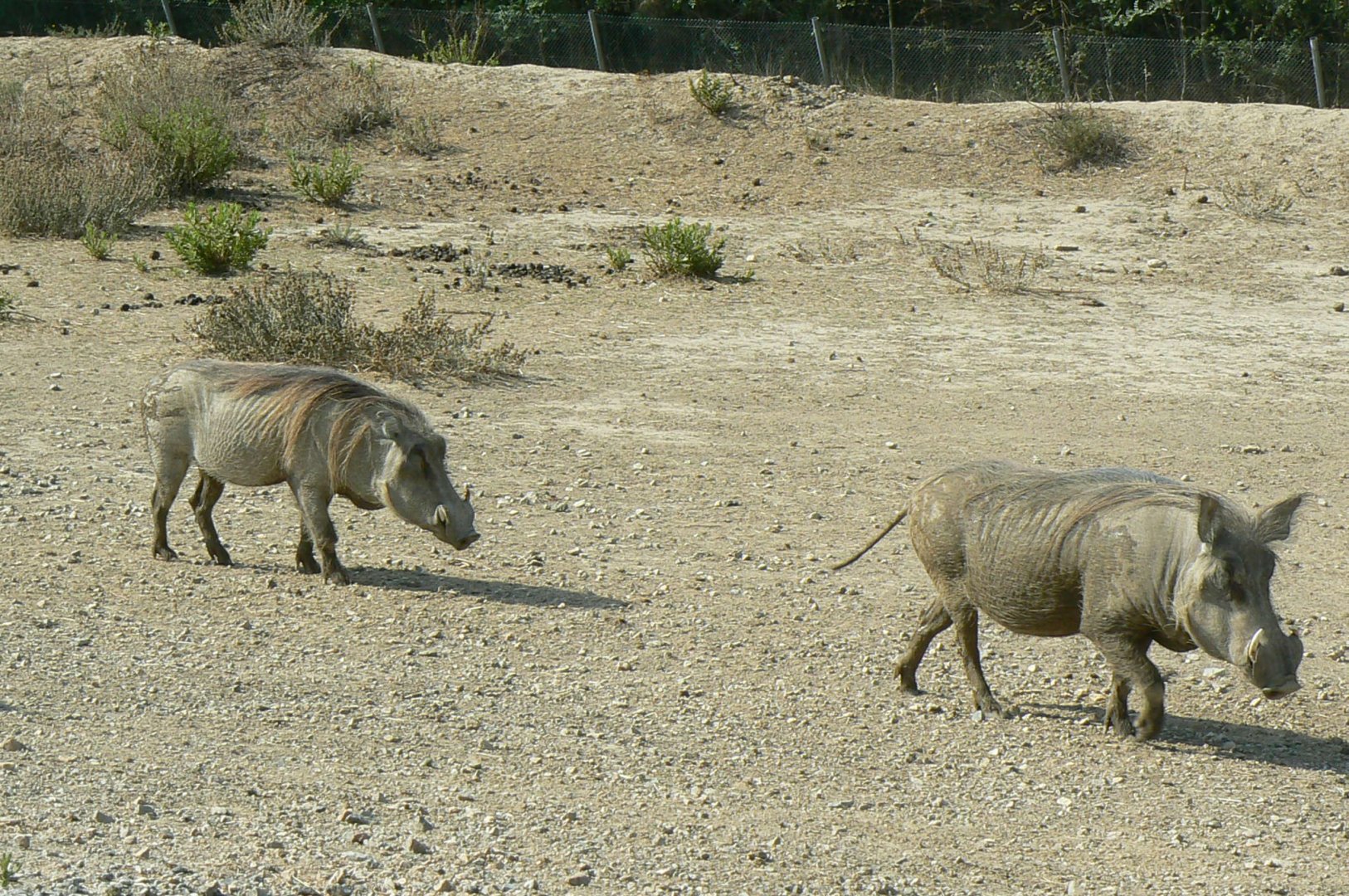 Réserve Africaine de Sigean - Safari drive through - Common warthogs