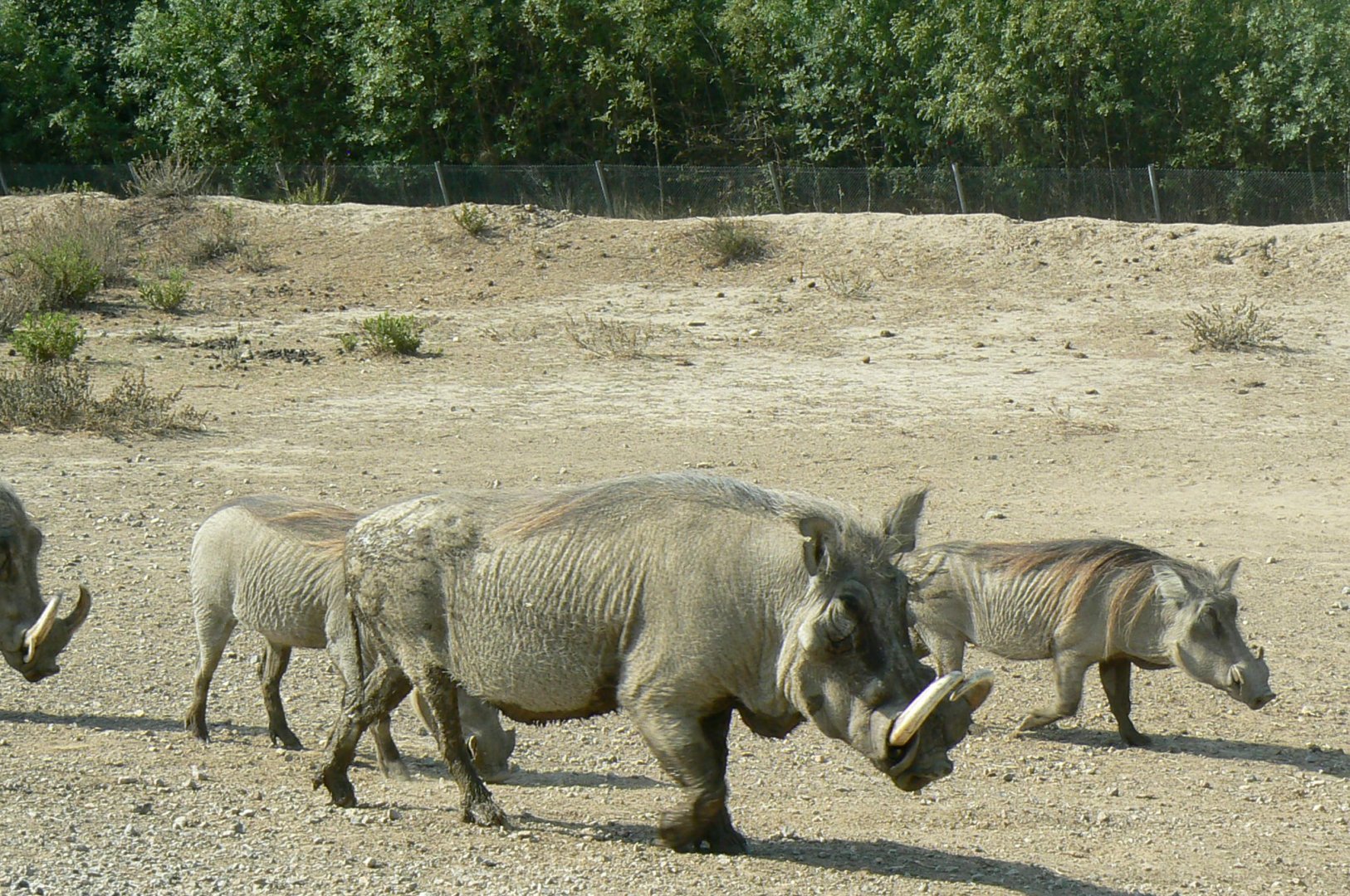 Réserve Africaine de Sigean - Safari drive through - Common warthogs