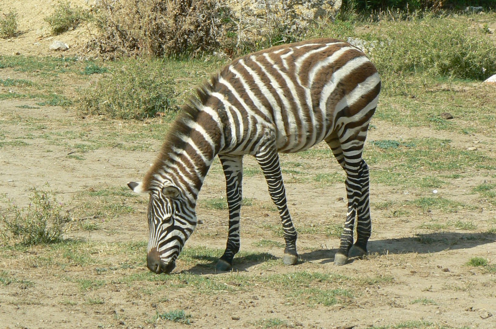 Réserve Africaine de Sigean - Safari drive through - Grant's zebra foal