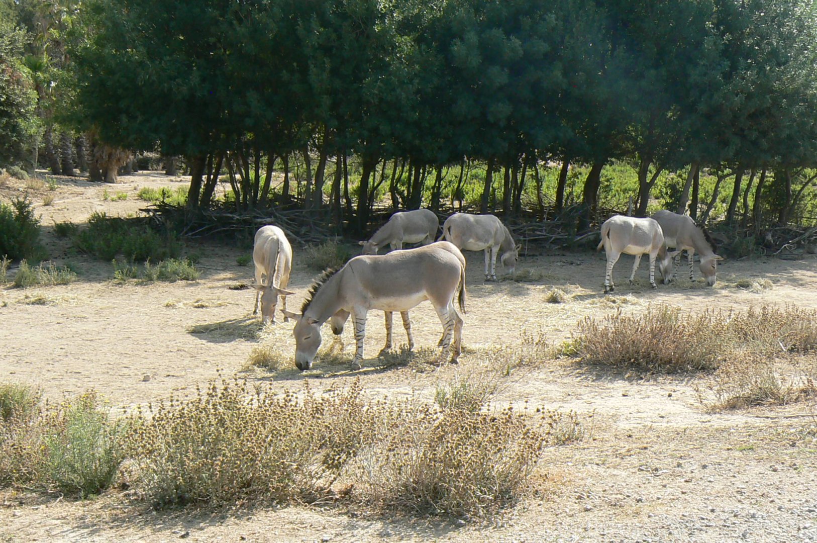 Réserve Africaine de Sigean - Safari drive through - Savannah