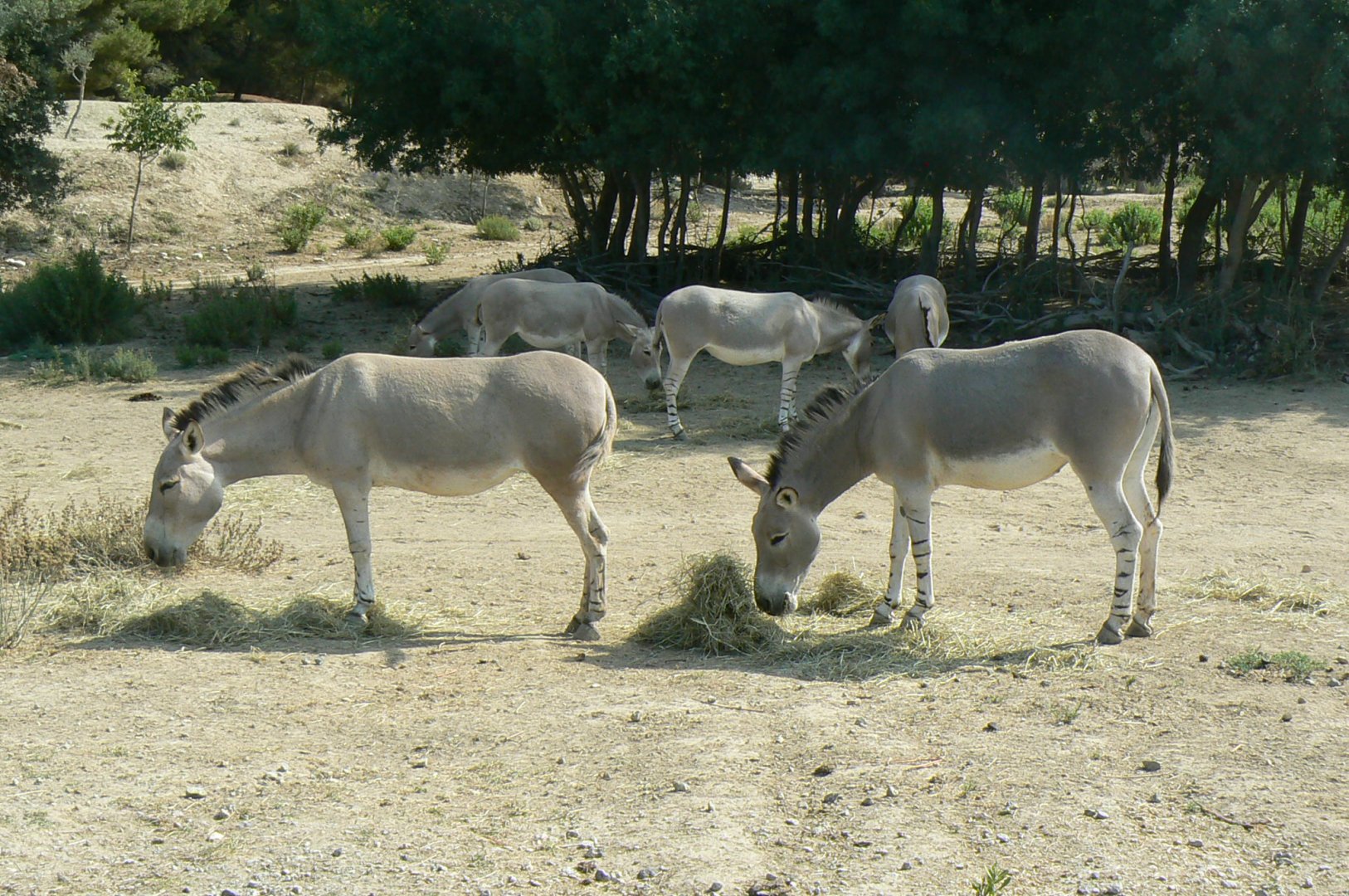 Réserve Africaine de Sigean - Safari drive through - Savannah