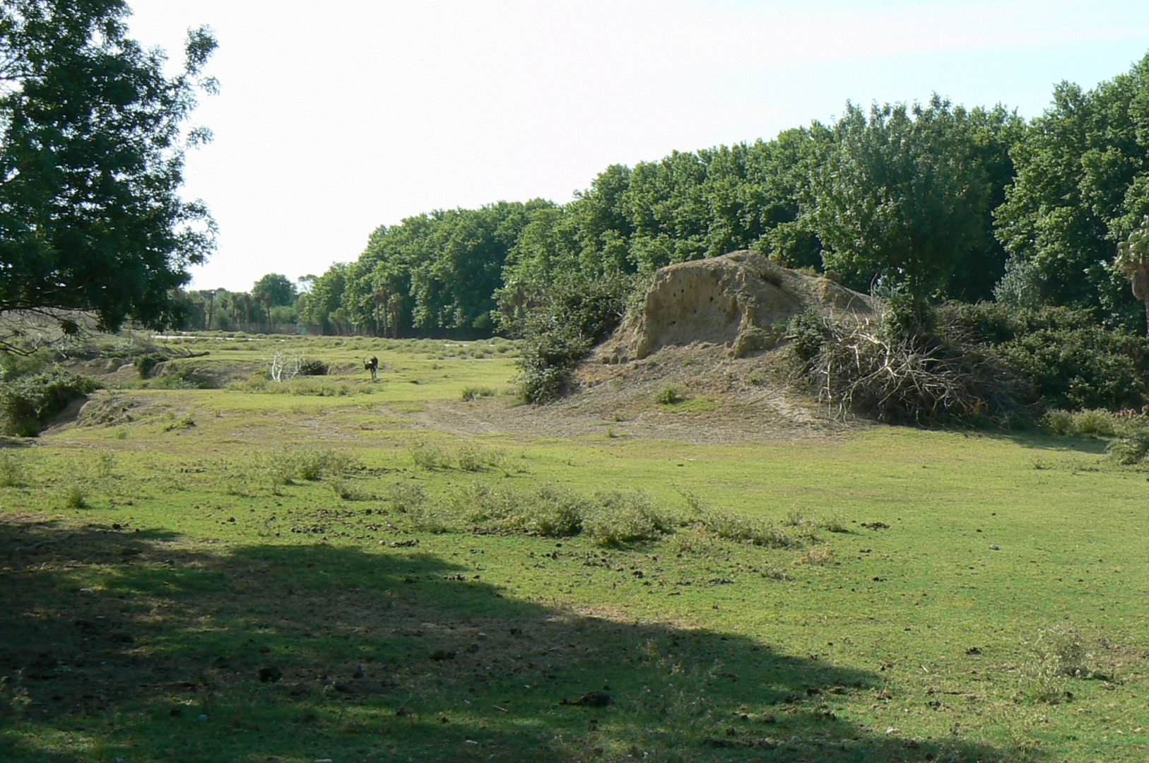 Réserve Africaine de Sigean - Safari drive through - Wild european bee eaters mount