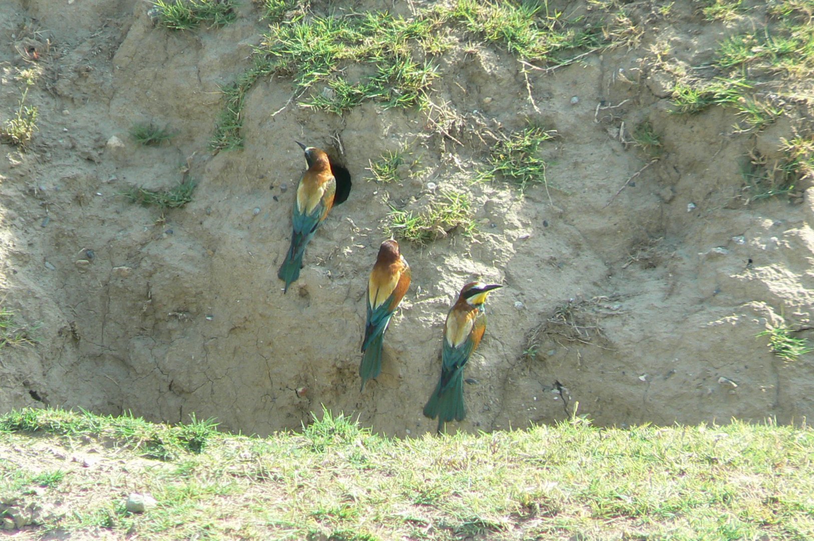 Réserve Africaine de Sigean - Safari drive through - Wild european bee eaters