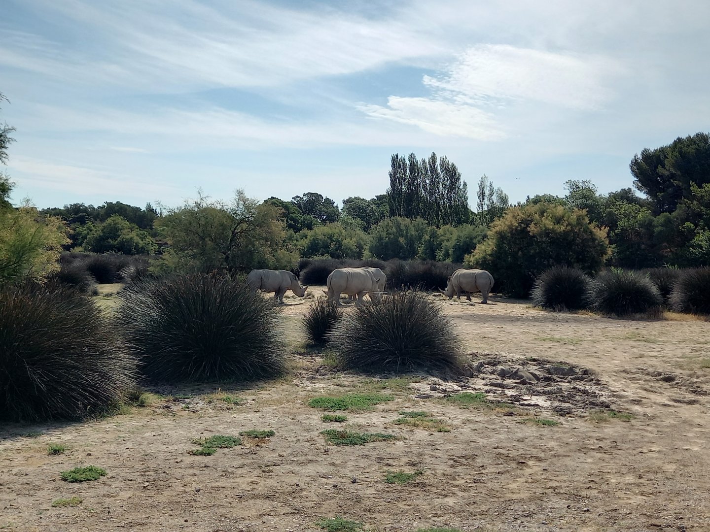 Réserve Africaine de Sigean - Safari drive thrugh - Savannah