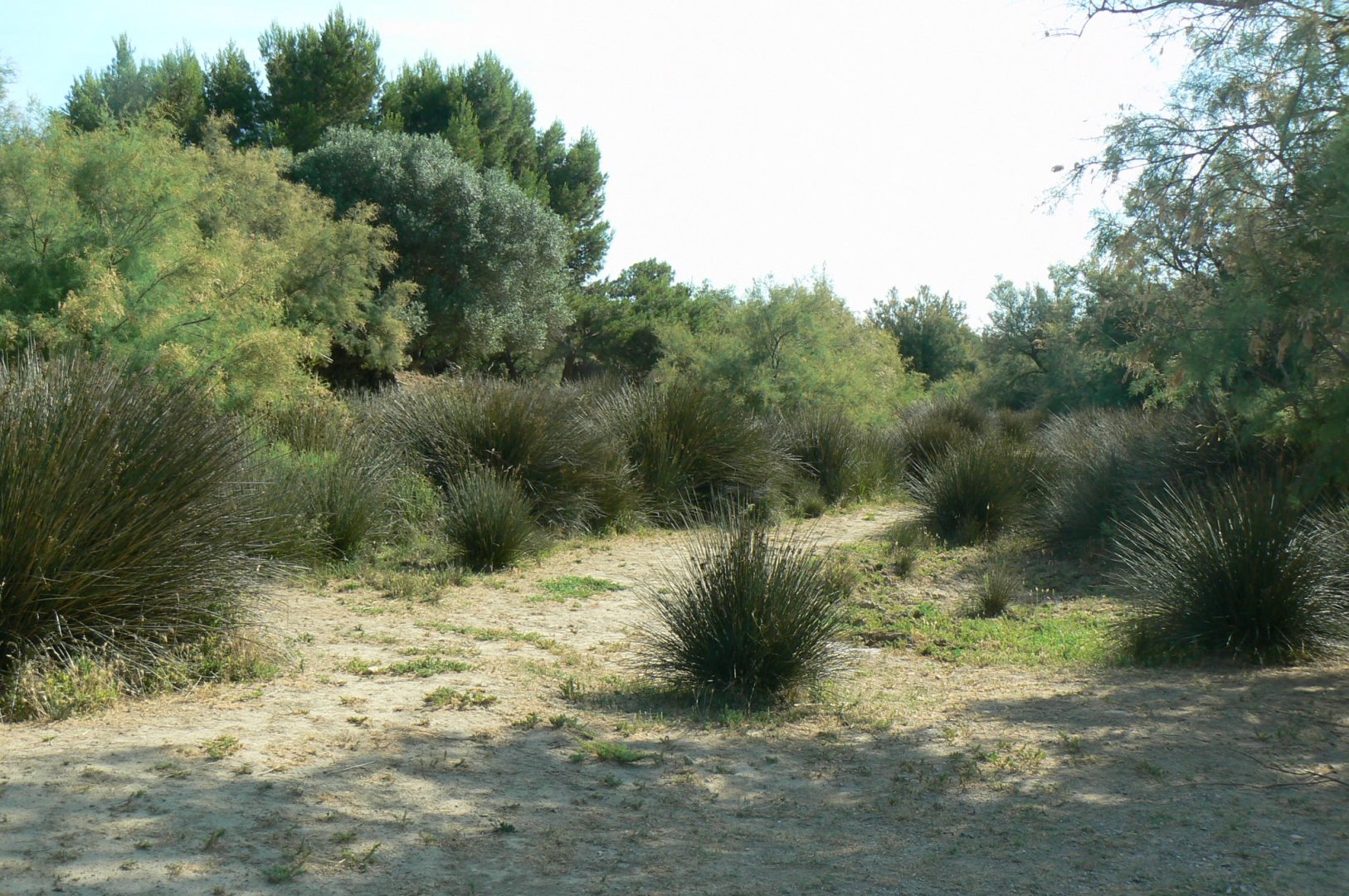 Réserve Africaine de Sigean - Safari drive thrugh - Savannah