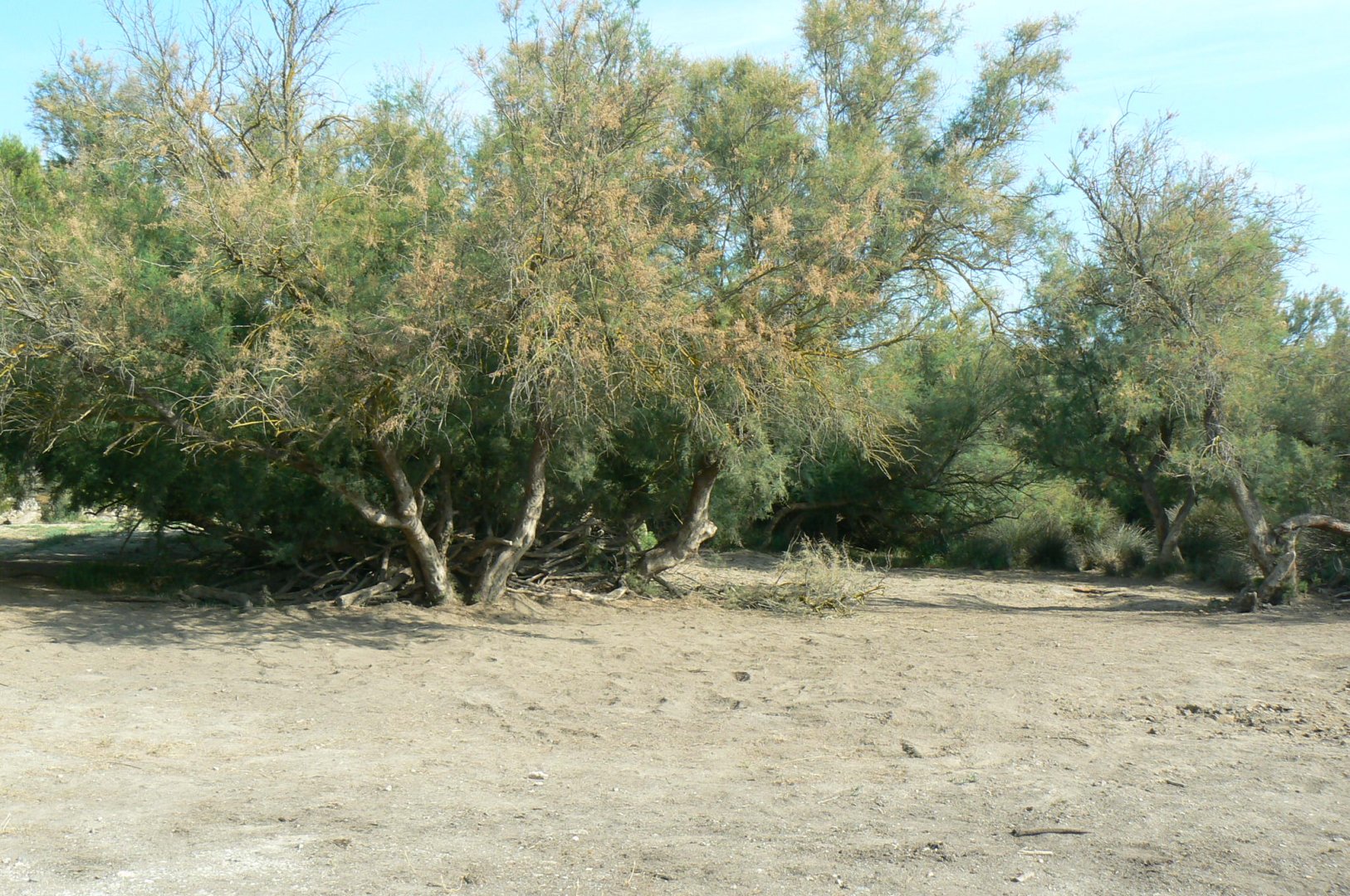 Réserve Africaine de Sigean - Safari drive thrugh - Savannah