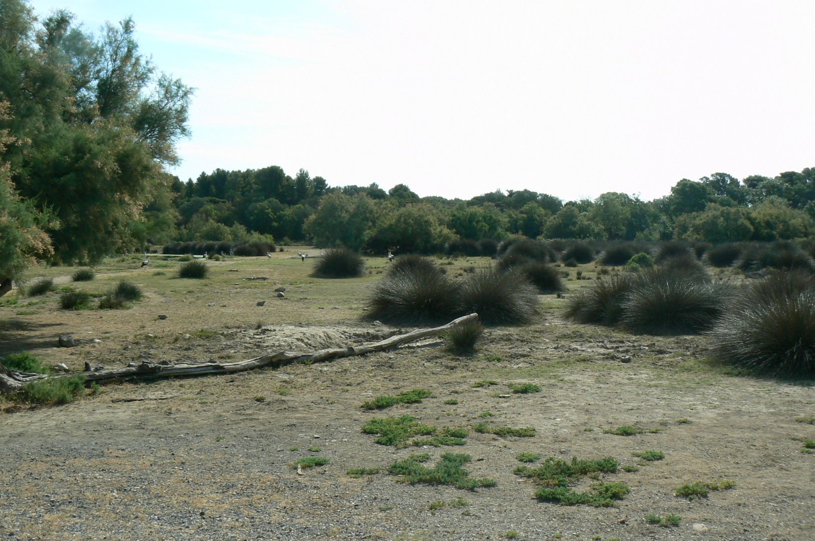 Réserve Africaine de Sigean - Safari drive thrugh - Savannah