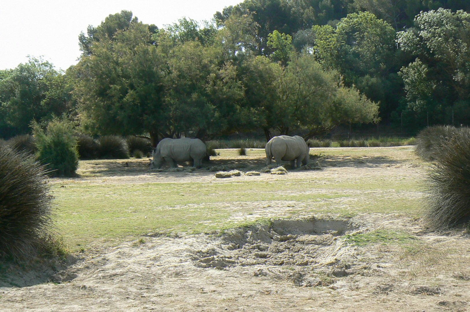 Réserve Africaine de Sigean - Safari drive thrugh - Savannah