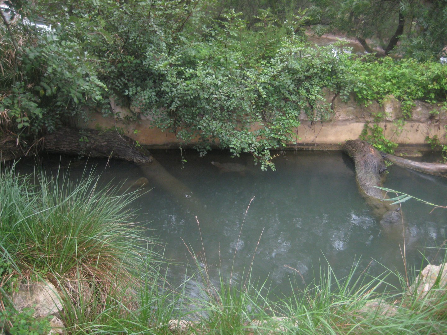 Reserve Africaine de Sigean - Snapping turtle exhibit