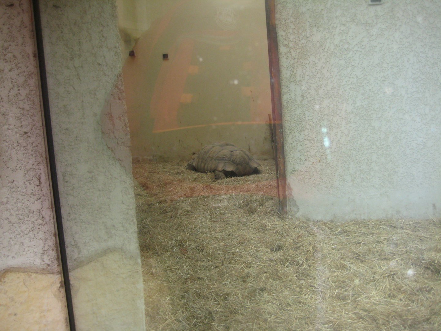 Reserve Africaine de Sigean - Spurred tortoise exhibit