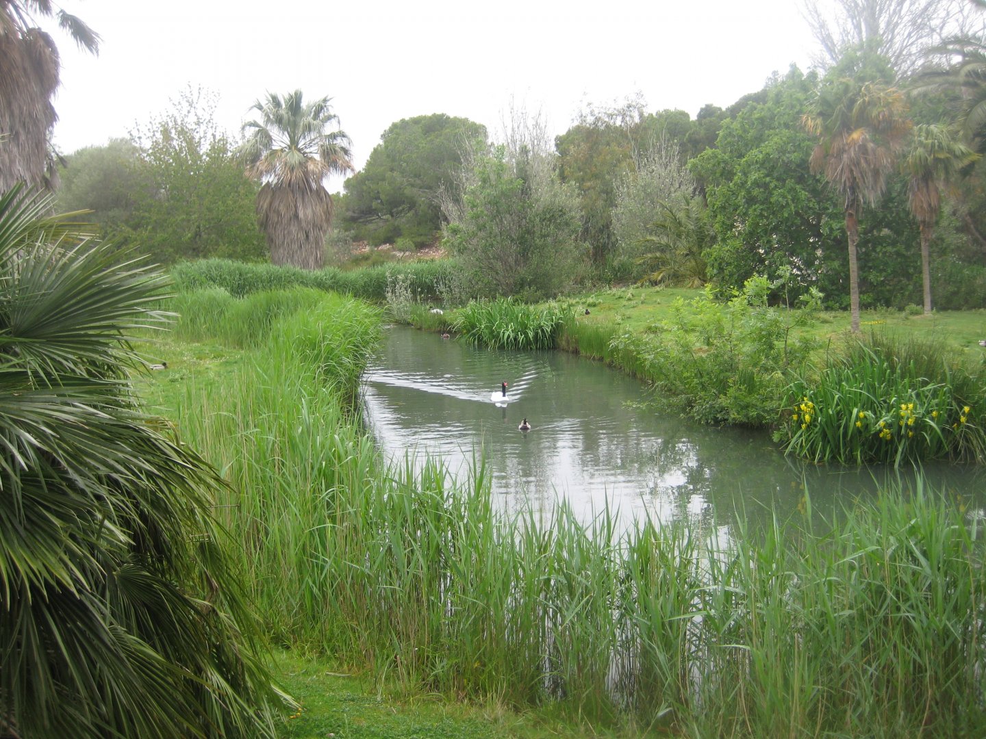 Reserve Africaine de Sigean - Squirrel monkey island