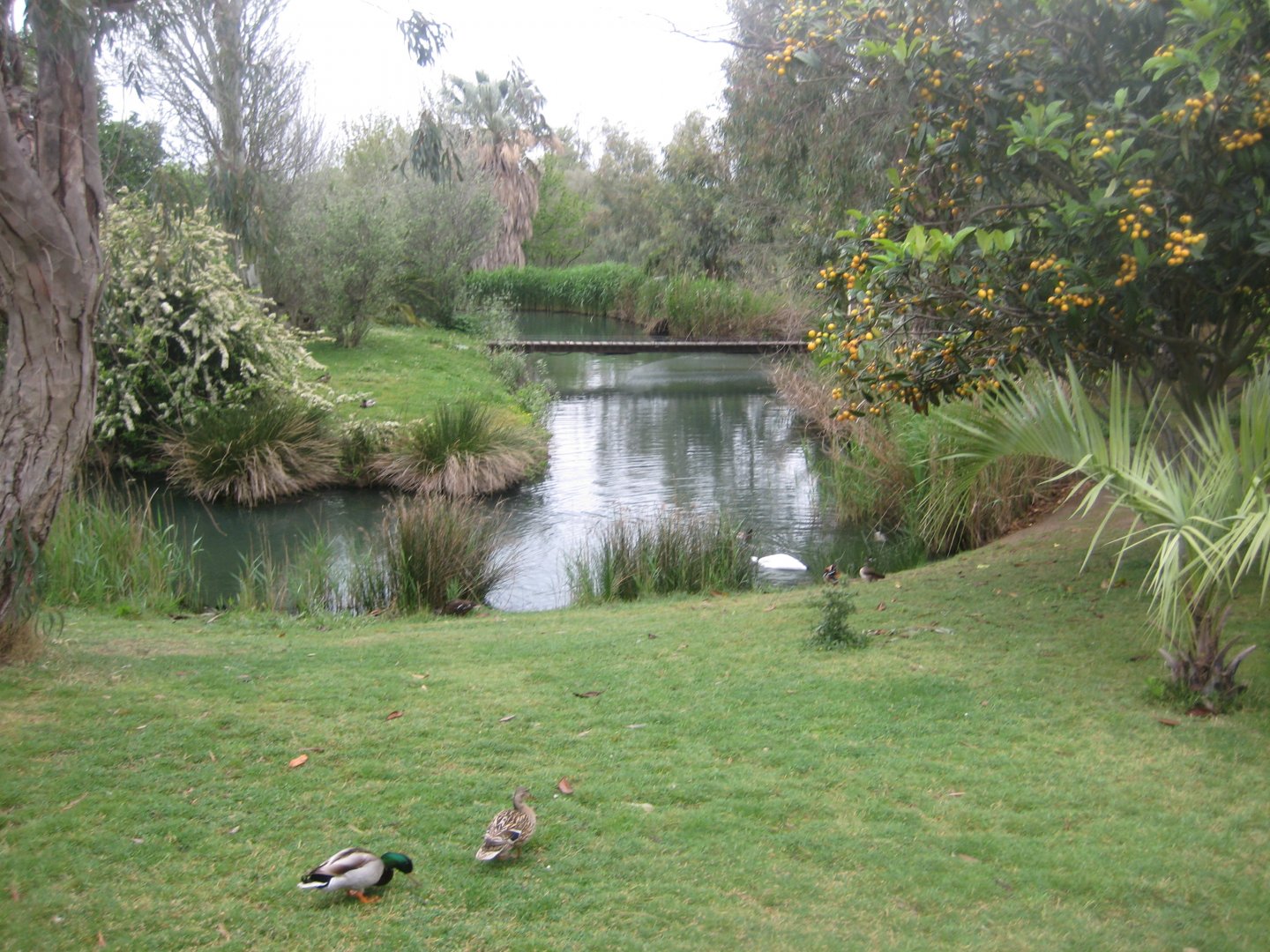 Reserve Africaine de Sigean - Squirrel monkey island