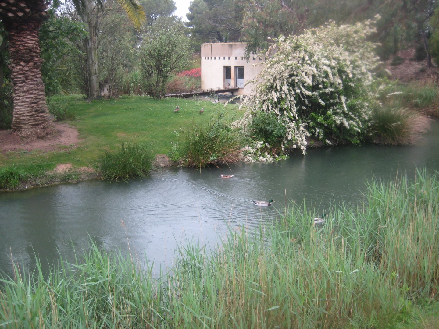 Reserve Africaine de Sigean - Squirrel monkey island