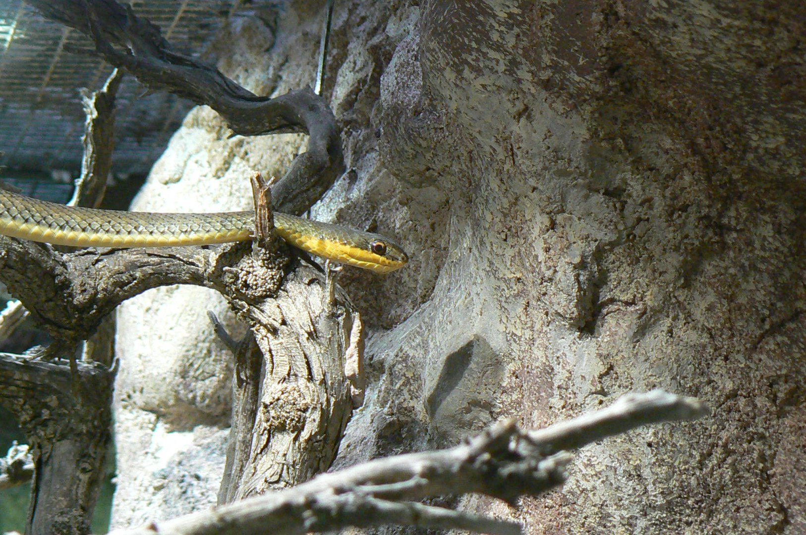 Réserve Africaine de Sigean - Striped sand snake