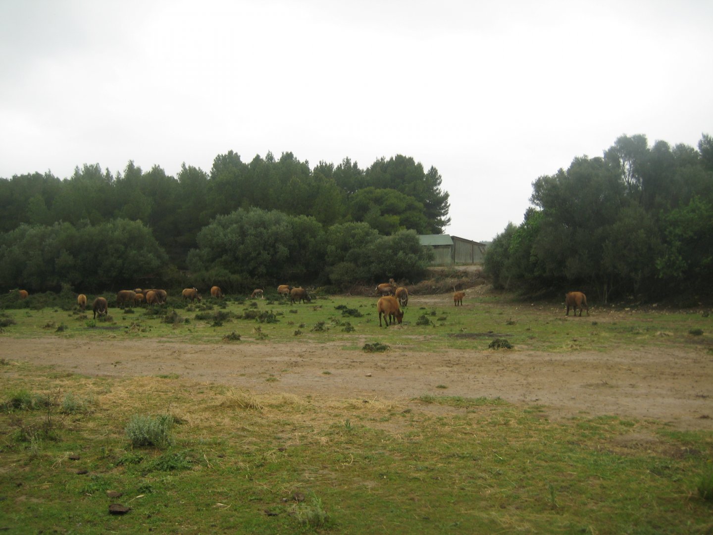 Reserve Africaine de Sigean - The bush (first park)