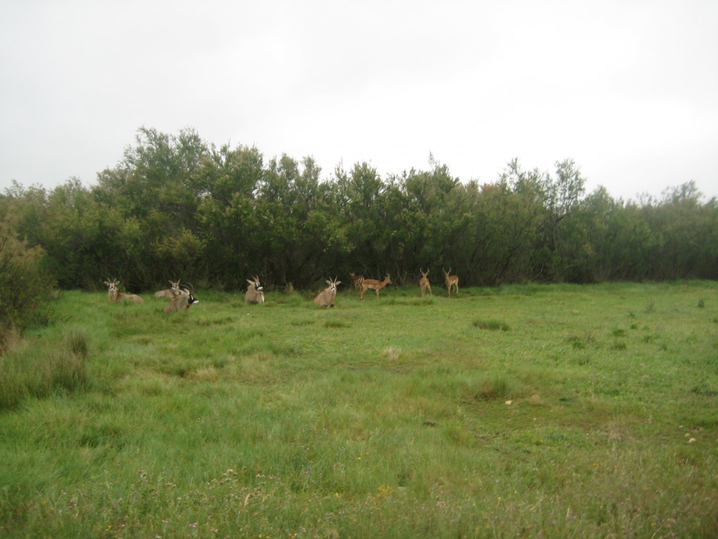 Reserve Africaine de Sigean - The bush (third park)