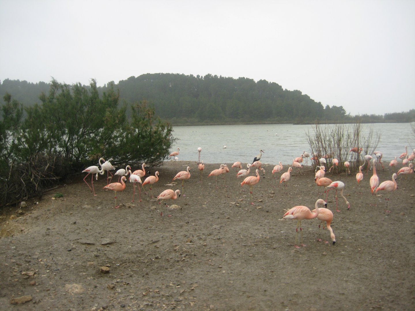 Reserve Africaine de Sigean - The saline lake