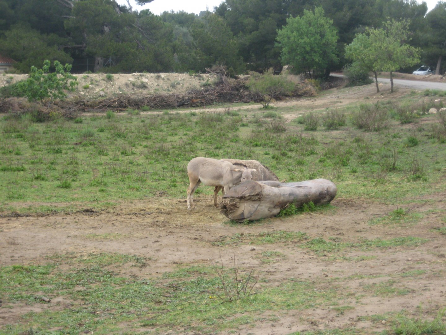 Reserve Africaine de Sigean - The savannah (eight park)