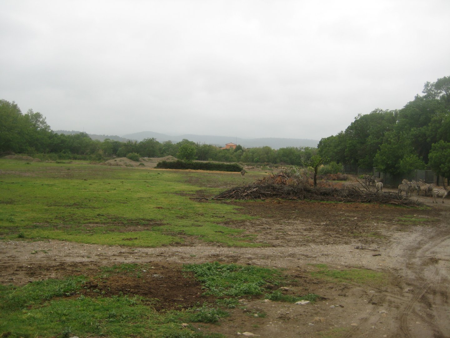 Reserve Africaine de Sigean - The savannah (seventh park)