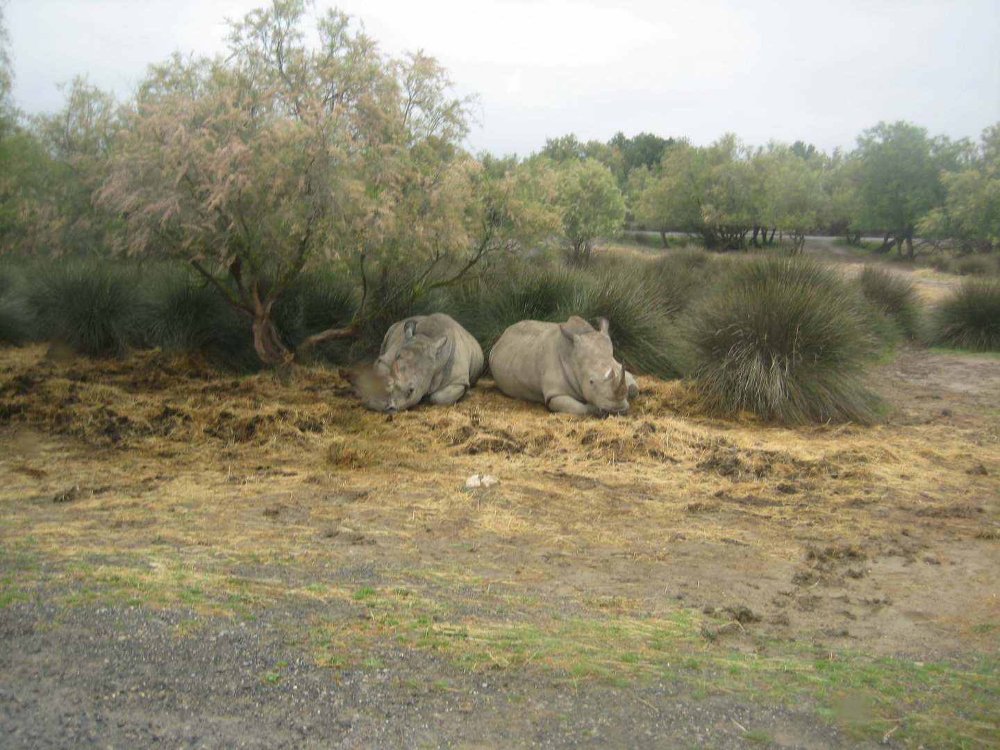 Reserve Africaine de Sigean - The savannah (sixth park)