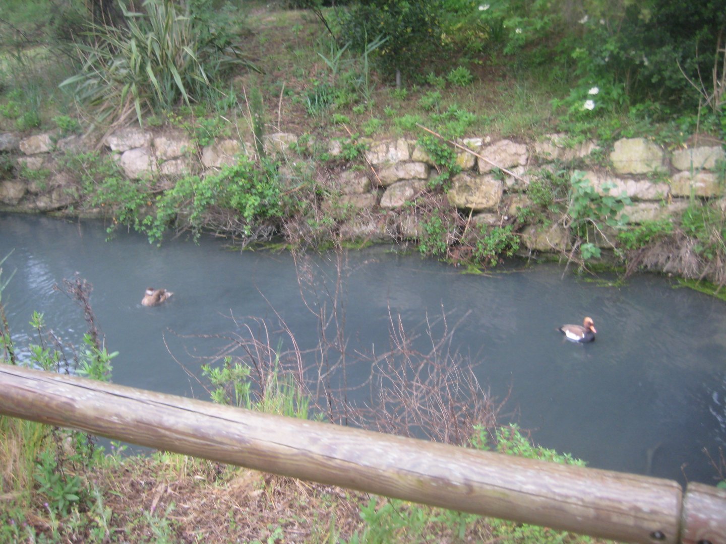Reserve Africaine de Sigean - The stream
