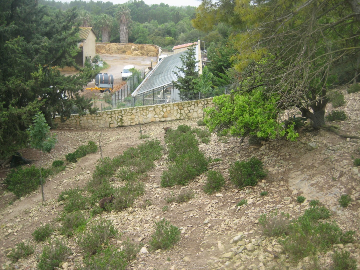 Reserve Africaine de Sigean - Wallaby exhibit